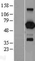 ls001879 ebf1 human over expression lysates nm 024007 wb testing 1