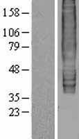ls001880 gpr183 human over expression lysates nm 004951 wb testing 1