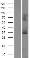 ls001892 echs1 human over expression lysates nm 004092 wb testing 1