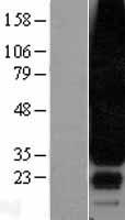 ls001903 edg3 s1pr3 human over expression lysates nm 005226 wb testing 1