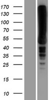 EEF1A2 Human Over-expression Lysates NM_001958