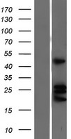 Ephrin A4 (EFNA4) Human Over-expression Lysates NM_005227