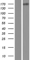 MEGF6 Human Over-expression Lysates NM_001409