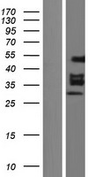 ls001959 egr2 human over expression lysates nm 001136179 wb testing 4