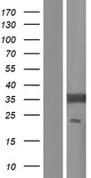 EIF2B1 Human Over-expression Lysates NM_001414