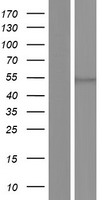 ls001968 eif2g eif2s3 human over expression lysates nm 001415 wb testing 1