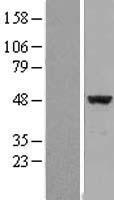 EIF4A2 Human Over-expression Lysates NM_001967
