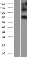 EIF4B Human Over-expression Lysates NM_001417