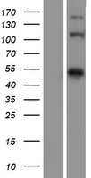 EIF4G1 Human Over-expression Lysates NM_004953