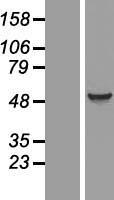 EIF5 Human Over-expression Lysates NM_001969