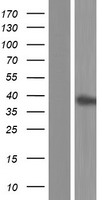 ls001995 huc elavl3 human over expression lysates nm 032281 wb testing 2