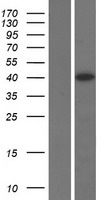 ls001996 elavl4 human over expression lysates nm 001144774 wb testing 2