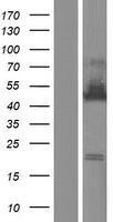 ls001996 elavl4 human over expression lysates nm 001144775 wb testing 3