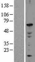 ELF2 Human Over-expression Lysates NM_201999