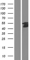 ls002002 elk1 human over expression lysates nm 005229 wb testing 1