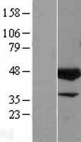 ELK3 Human Over-expression Lysates NM_005230