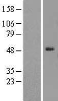 ELK4 Human Over-expression Lysates NM_001973