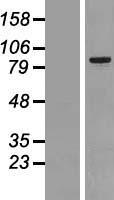 MARK2 Human Over-expression Lysates NM_017490