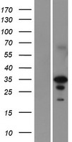 ls002020 en2 human over expression lysates nm 001427 wb testing 1