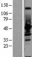 Non Neuronal Enolase (ENO1) Human Over-expression Lysates NM_001428
