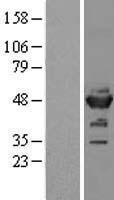 NSE (ENO2) Human Over-expression Lysates NM_001975