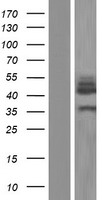 ENO3 Human Over-expression Lysates NM_001193503