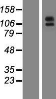 Aminopeptidase A (ENPEP) Human Over-expression Lysates NM_001977