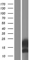 ENSA Human Over-expression Lysates NM_004436