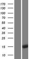 ENSA Human Over-expression Lysates NM_207042