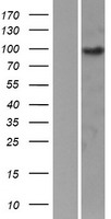 EPB41L1 Human Over-expression Lysates NM_012156