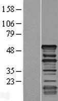Dematin (DMTN) Human Over-expression Lysates NM_001114135