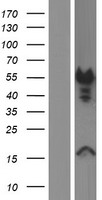 Dematin (DMTN) Human Over-expression Lysates NM_001114139