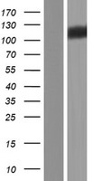 Eph receptor A1 (EPHA1) Human Over-expression Lysates NM_005232