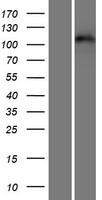 Eph receptor A3 (EPHA3) Human Over-expression Lysates NM_005233