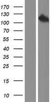 Eph receptor A5 (EPHA5) Human Over-expression Lysates NM_004439