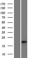 ErbB 3 (ERBB3) Human Over-expression Lysates NM_001005915