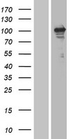 ErbB 3 (ERBB3) Human Over-expression Lysates NM_001982