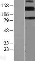 ErbB 4 (ERBB4) Human Over-expression Lysates NM_001042599