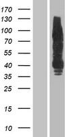 ErbB 4 (ERBB4) Human Over-expression Lysates NM_005235