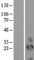EREG Human Over-expression Lysates NM_001432