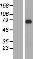 ERF Human Over-expression Lysates NM_006494