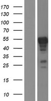 ERG Human Over-expression Lysates NM_001136154