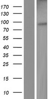 ls002086 erv31 erv3 1 human over expression lysates nm 001007253 wb testing 1