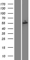 ls002100 estrogen receptor beta esr2 human over expression lysates nm 001040275 wb testing 3