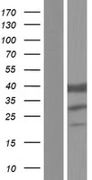ls002109 etfb human over expression lysates nm 001014763 wb testing 2