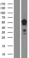ETS1 Human Over-expression Lysates NM_001143820