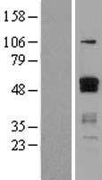 ETS1 Human Over-expression Lysates NM_005238