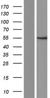 ls002115 er81 etv1 human over expression lysates nm 001163147 wb testing 2