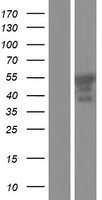 ls002115 er81 etv1 human over expression lysates nm 001163151 wb testing 4