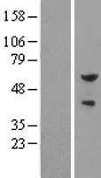 ls002118 pea3 etv4 human over expression lysates nm 001079675 wb testing 2